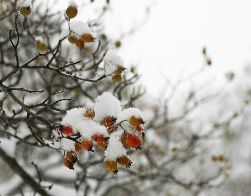 Snowy rose hips just outside our window in the centre of stockholm